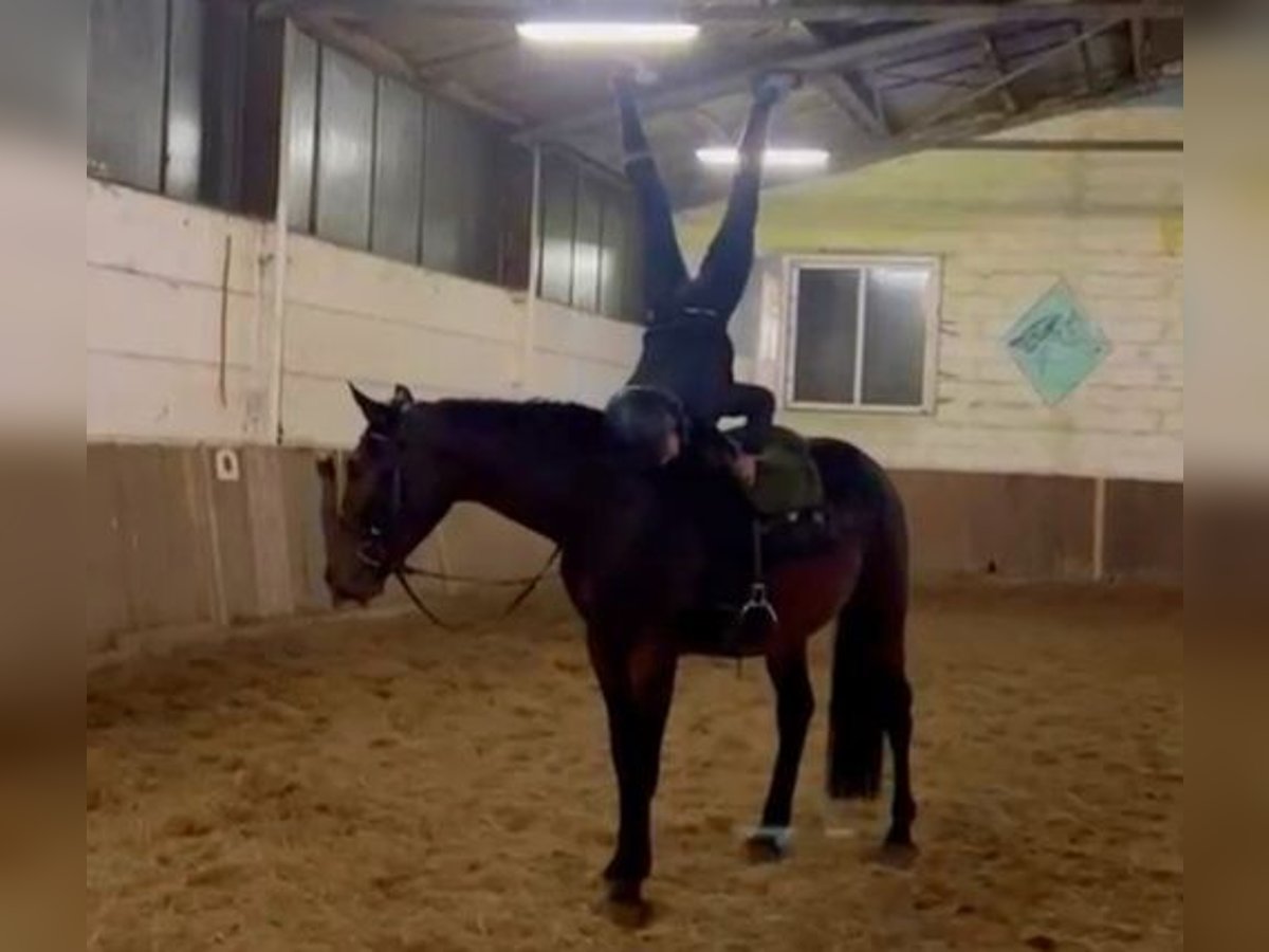 Other Warmbloods Gelding 3 years 16 hh Bay-Dark in Braunschweig