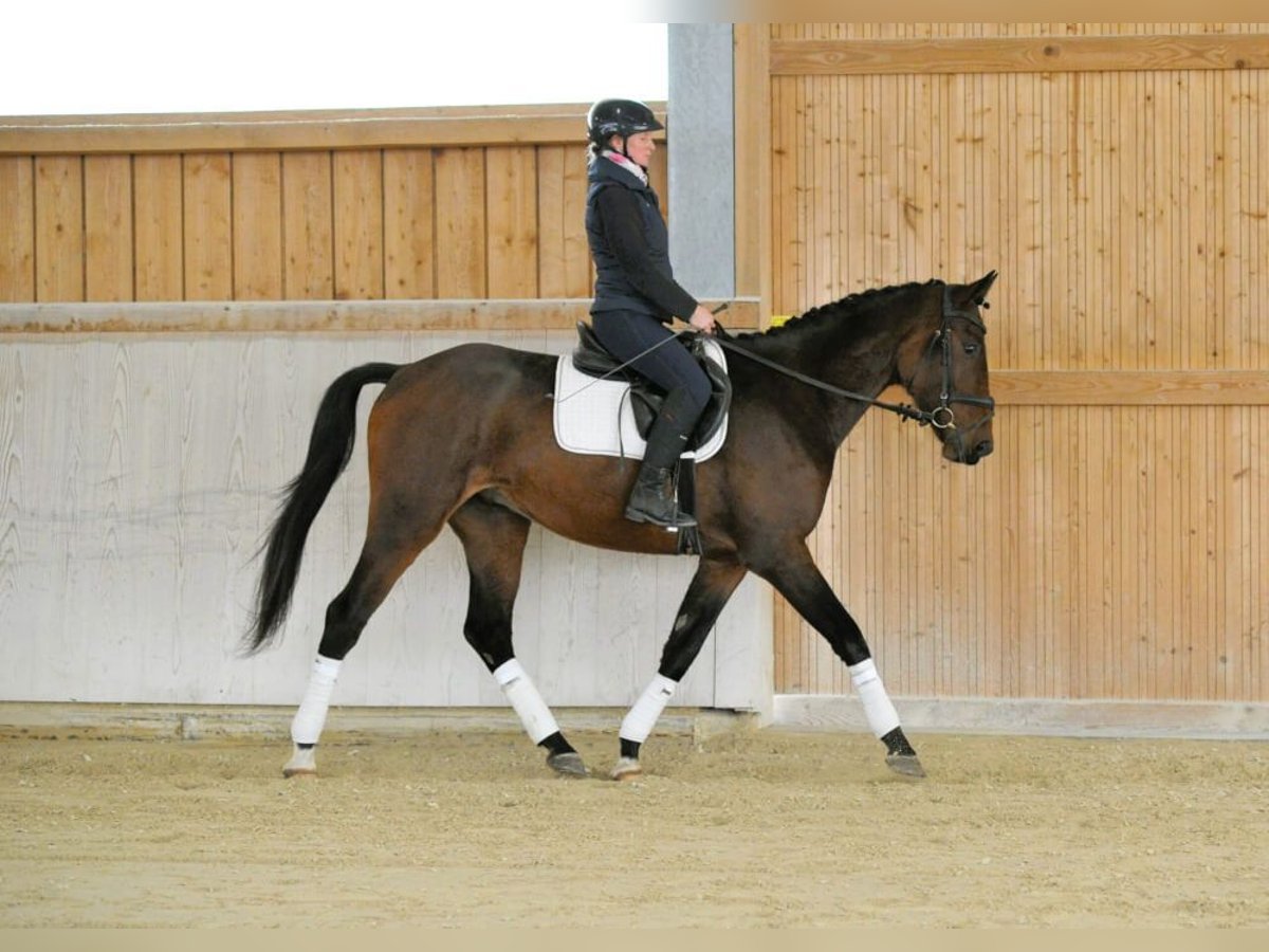 Other Warmbloods Gelding 3 years 16,1 hh Bay-Dark in Wellheim