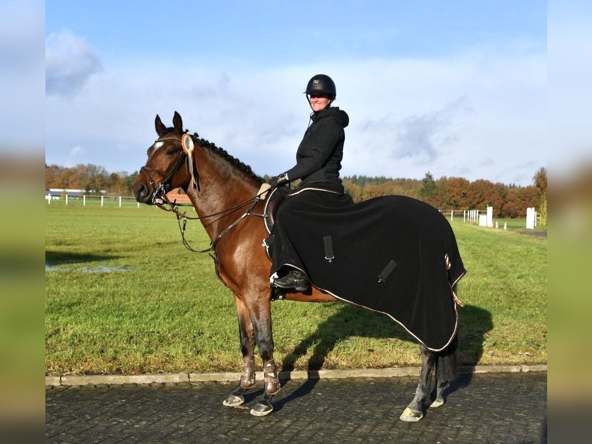 Other Warmbloods Gelding 4 years 15,2 hh Brown in Holdorf