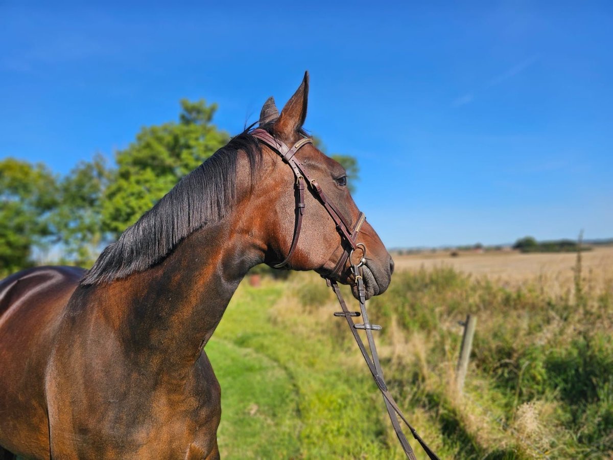 Other Warmbloods Mix Gelding 4 years 15,2 hh in Dresden Innere Altstadt