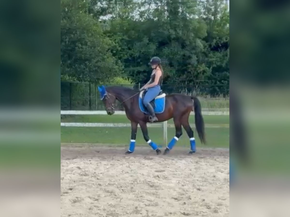 Other Warmbloods Gelding 4 years 15,3 hh Bay-Dark in Heusden zolder