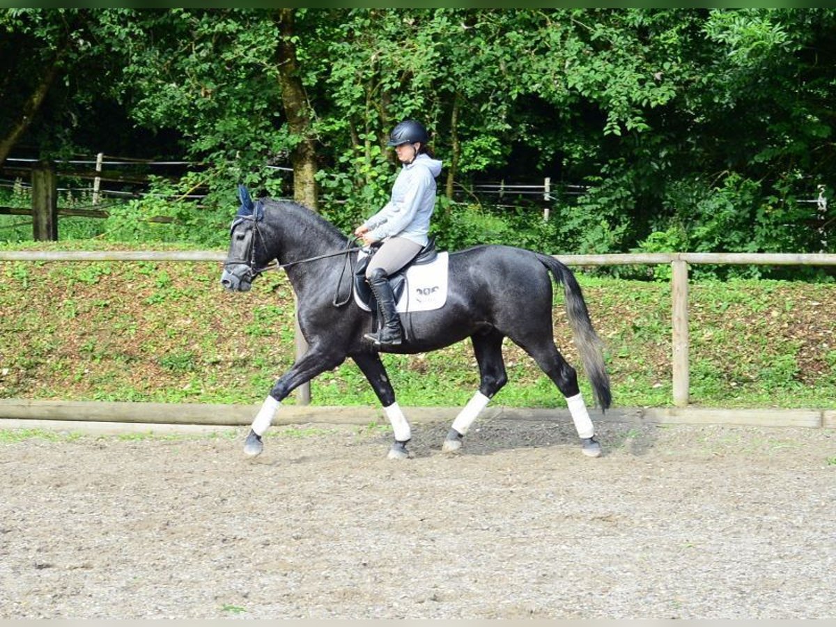 Other Warmbloods Gelding 4 years 16 hh Gray-Blue-Tan in Wellheim