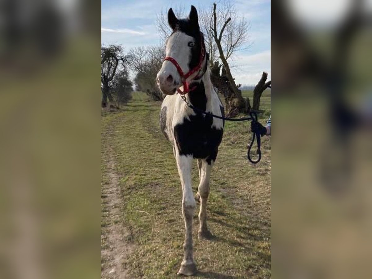 Other Warmbloods Gelding 4 years 16 hh Pinto in Rohrlack