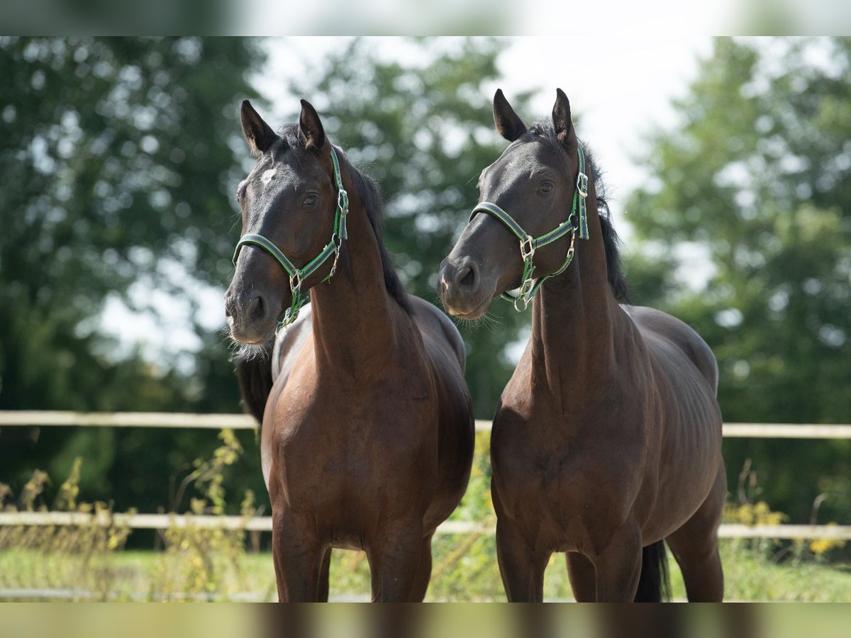 Other Warmbloods Gelding 4 years 16,1 hh Black in St. Marein bei Graz