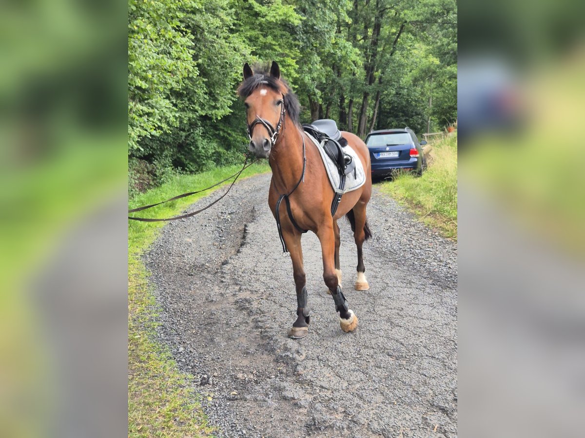 Other Warmbloods Gelding 5 years 14,3 hh Brown in Steinau an der Stra&#xDF;e