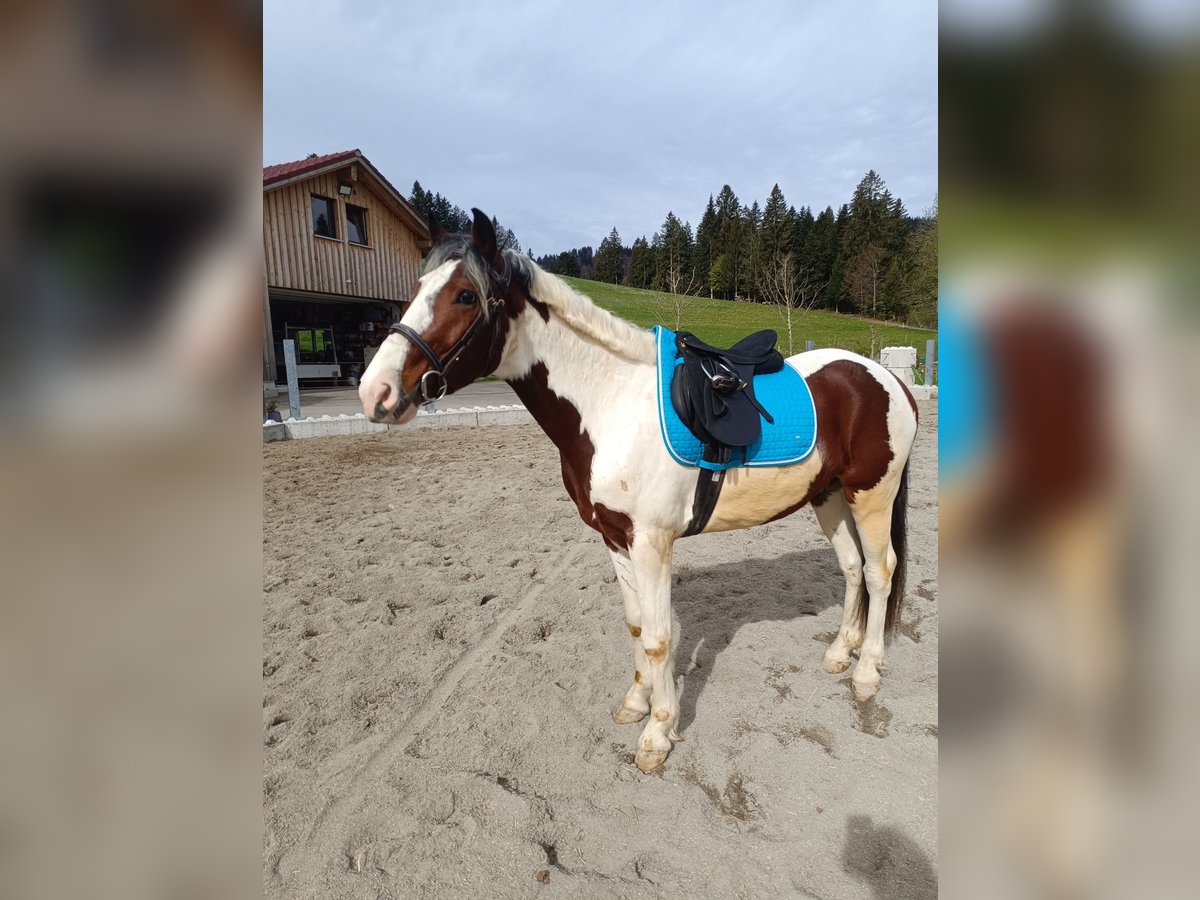 Other Warmbloods Gelding 5 years 15 hh Pinto in Langen bei Bregenz