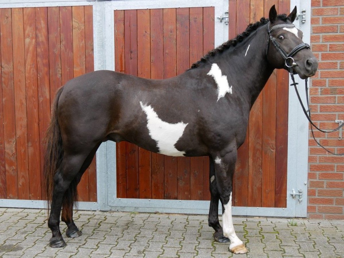 Other Warmbloods Mix Gelding 5 years 15 hh Pinto in Dorsten