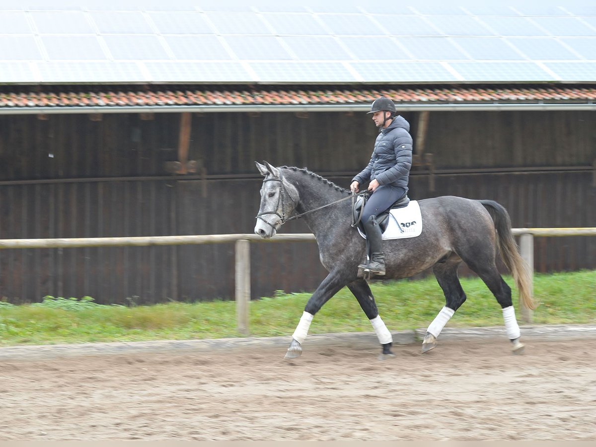 Other Warmbloods Gelding 5 years 16,1 hh Gray-Blue-Tan in Wellheim