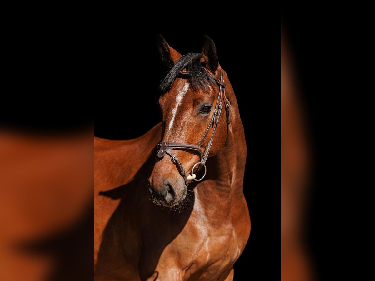 Other Warmbloods Gelding 5 years 16 hh Bay in Vilnus