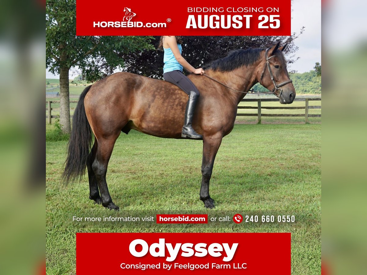 Other Warmbloods Gelding 5 years 16,2 hh Bay in Tuscarora