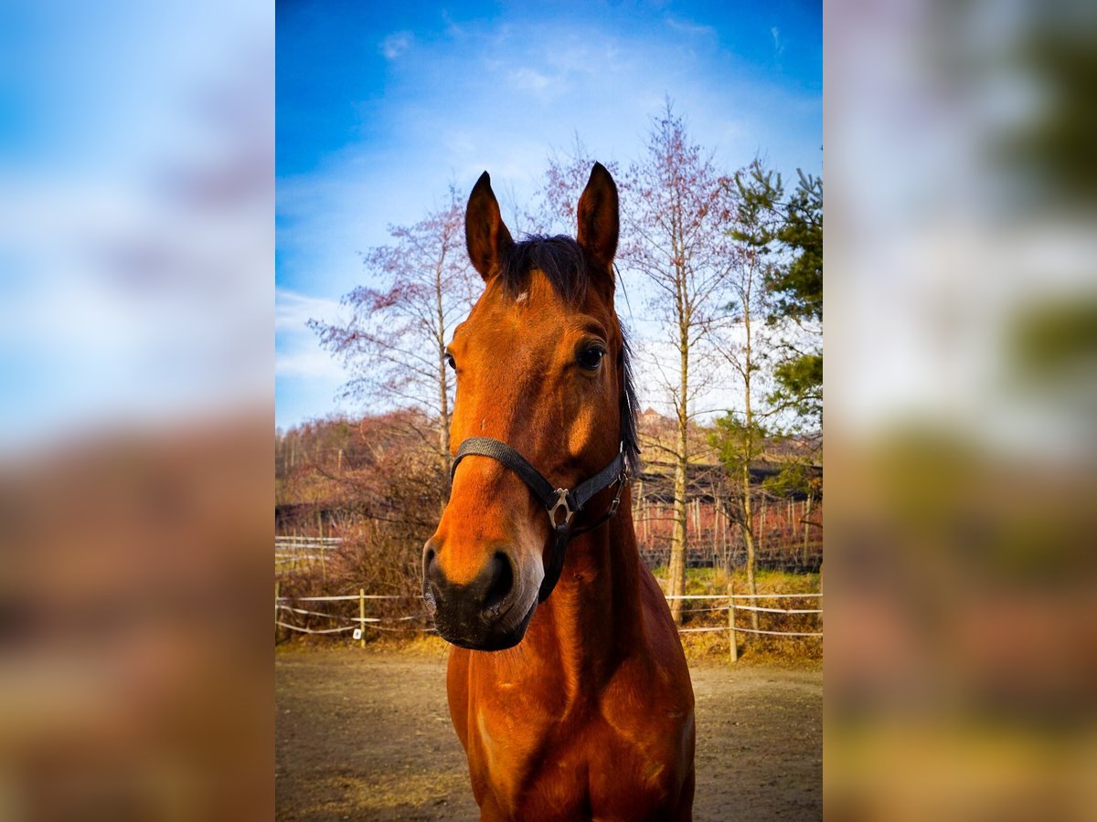 Other Warmbloods Gelding 5 years 16,2 hh Brown in Stubenberg