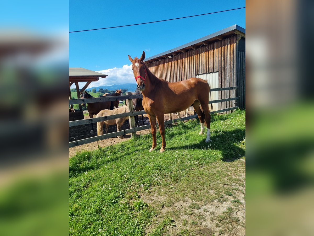 Other Warmbloods Gelding 5 years 16,3 hh Chestnut-Red in Eppenstein