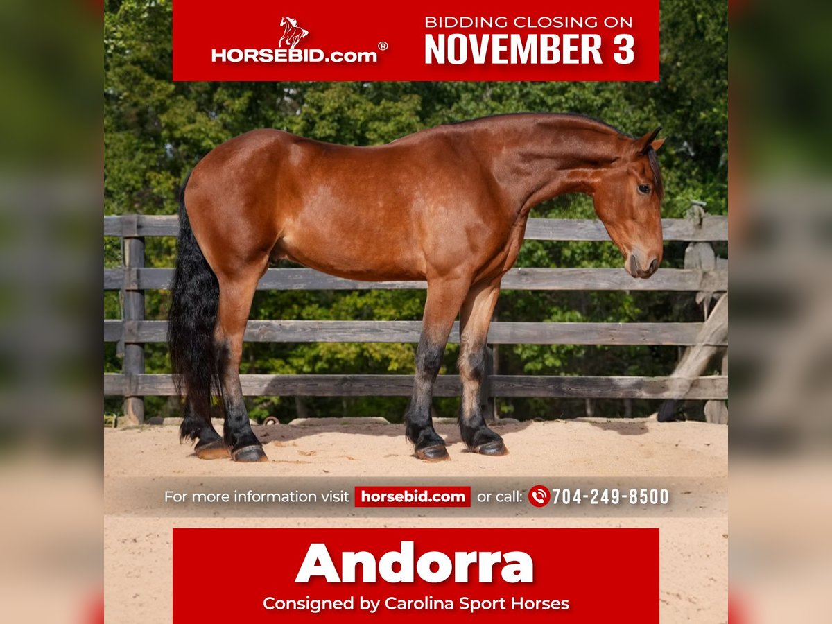 Other Warmbloods Mix Gelding 5 years 17,1 hh Bay in Clover Other Warmbloods Mix Gelding 5 years 17,1 hh Bay in Clover