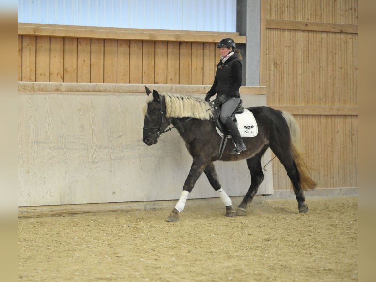 Other Warmbloods Gelding 6 years 15,2 hh in Wellheim