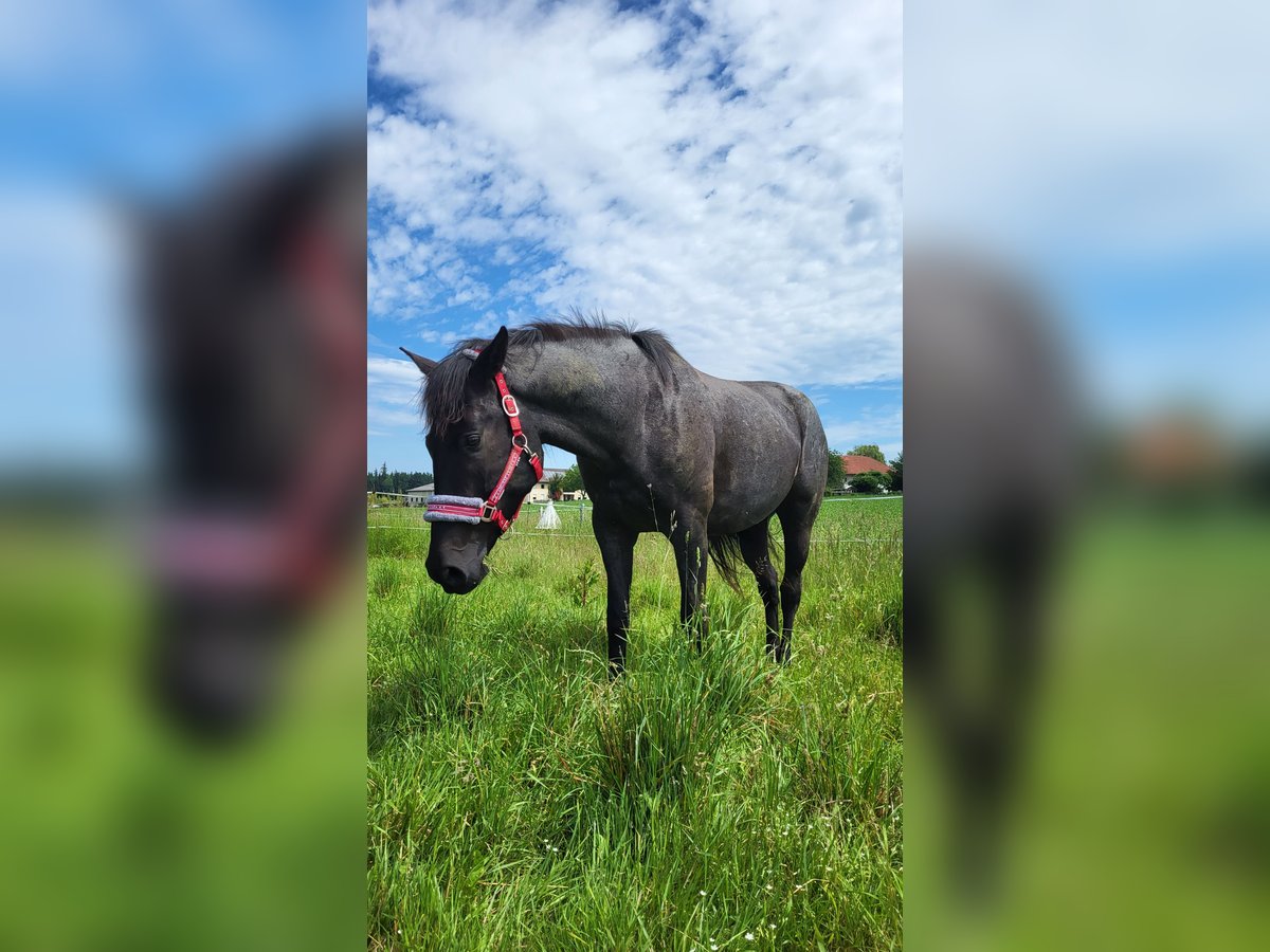 Other Warmbloods Gelding 6 years 15,2 hh Roan-Blue in Schwanenstadt