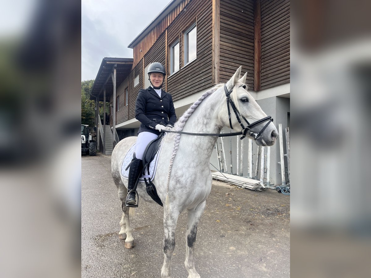 Other Warmbloods Gelding 6 years 15,1 hh Grey-Dapple in Klam