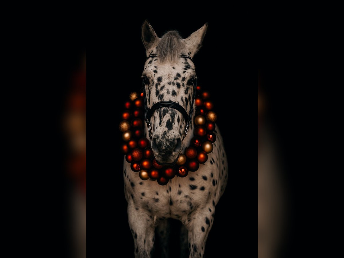 Other Warmbloods Gelding 6 years 15,1 hh Leopard-Piebald in M&#xFC;hlacker