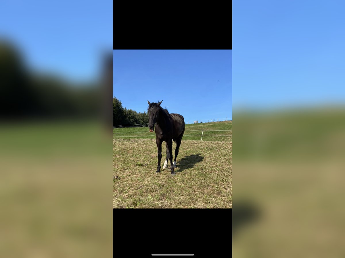 Other Warmbloods Gelding 6 years 15,3 hh Black in Teuven