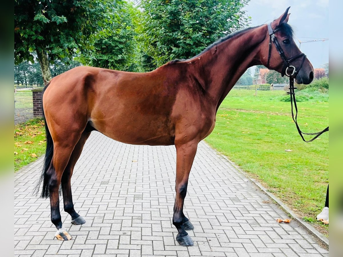 Other Warmbloods Gelding 6 years 16,1 hh Brown in GROTE-BROGEL