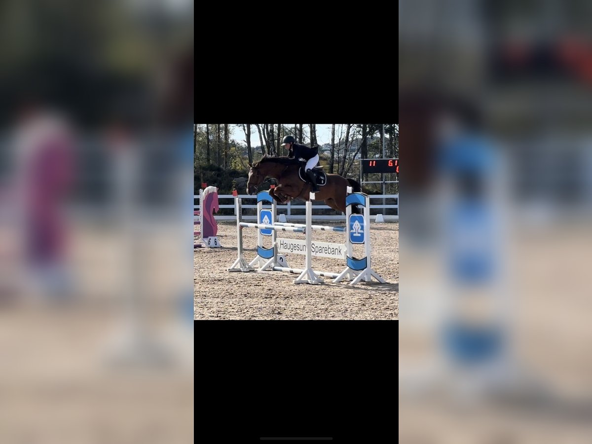 Other Warmbloods Gelding 6 years 16 hh in Sandnes