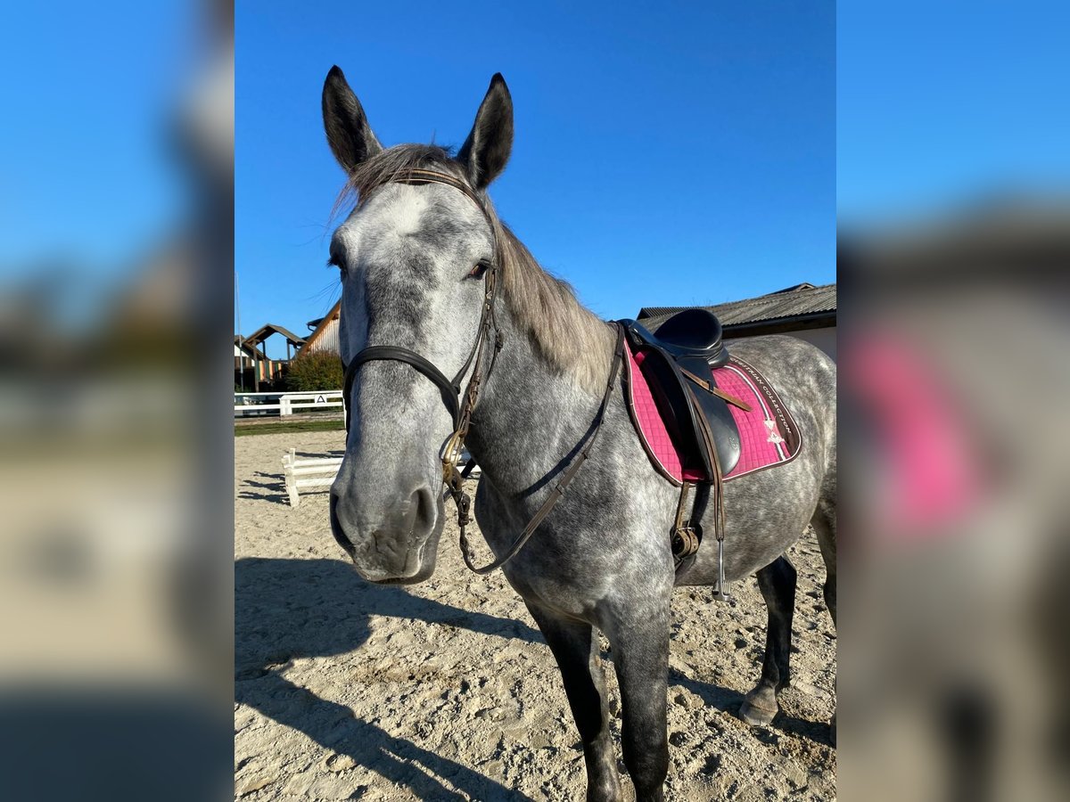 Other Warmbloods Gelding 6 years 16,1 hh Gray in Ligist Other Warmbloods Gelding 6 years 16,1 hh Gray in Ligist