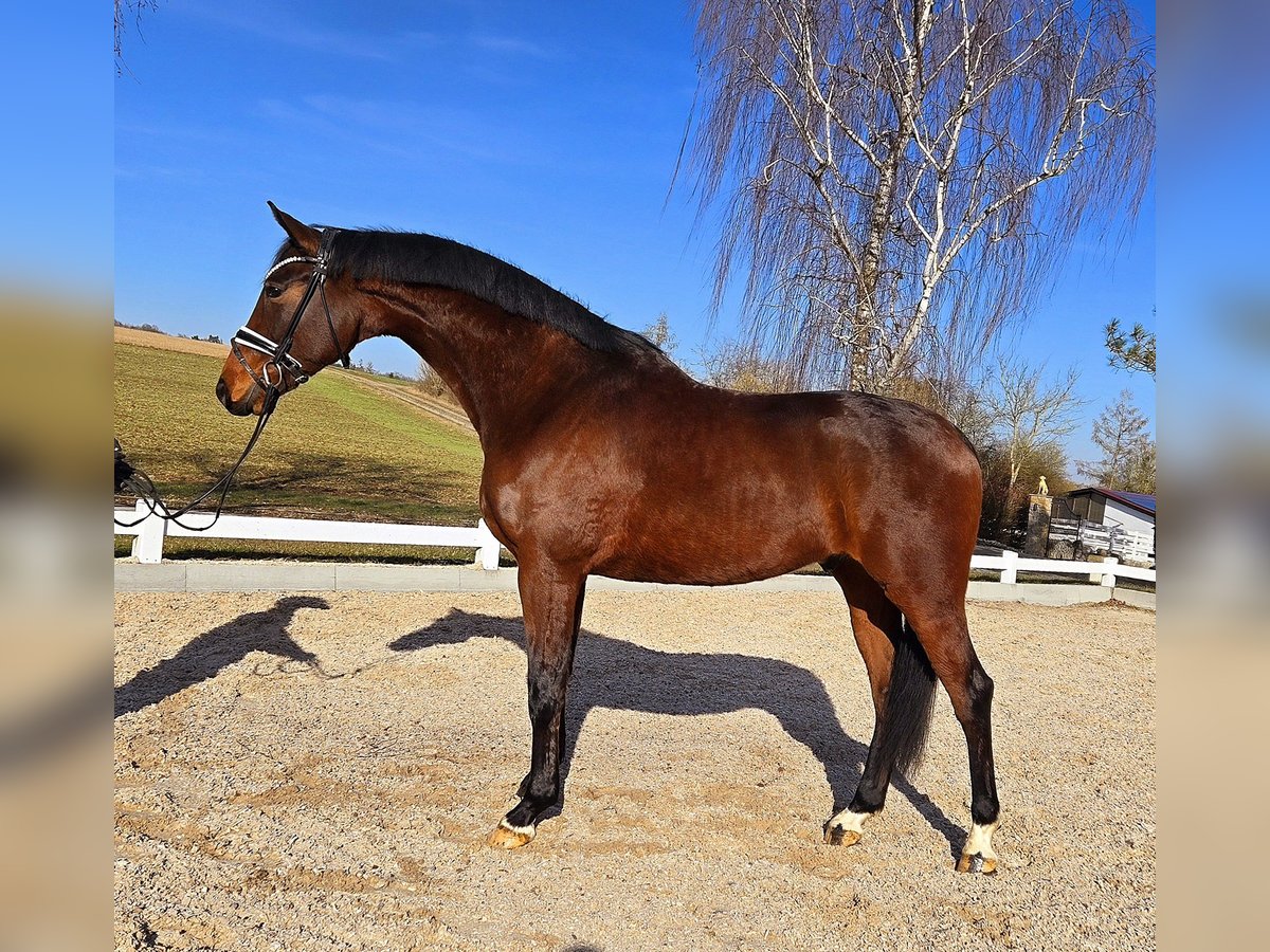 Other Warmbloods Gelding 6 years 17 hh Brown in Röttingen