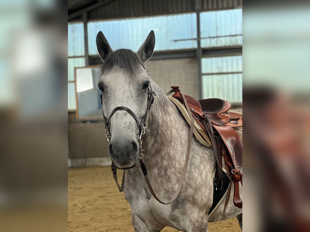 Other Warmbloods Gelding 7 years 15,1 hh Grey in Bergheim