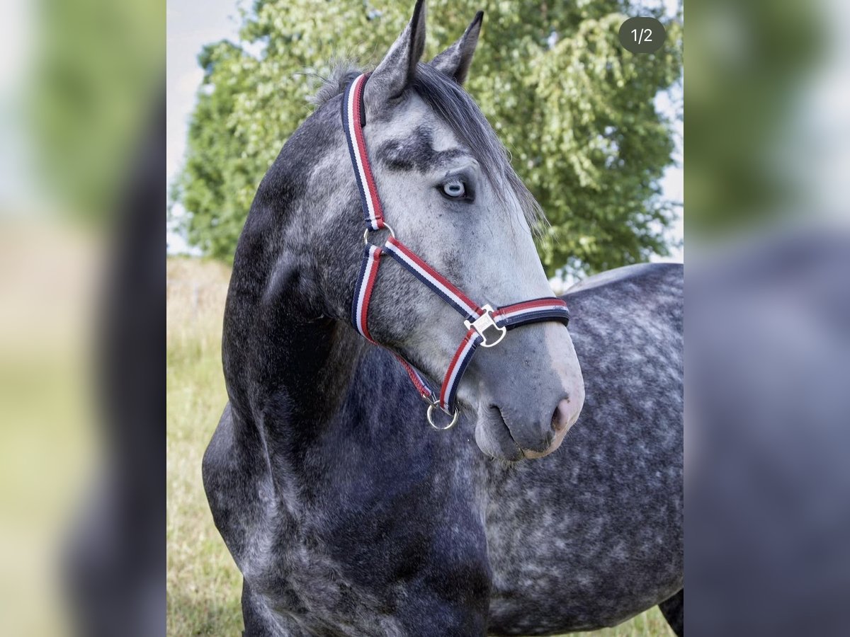 Other Warmbloods Gelding 7 years 15,2 hh Grey in Freiberg