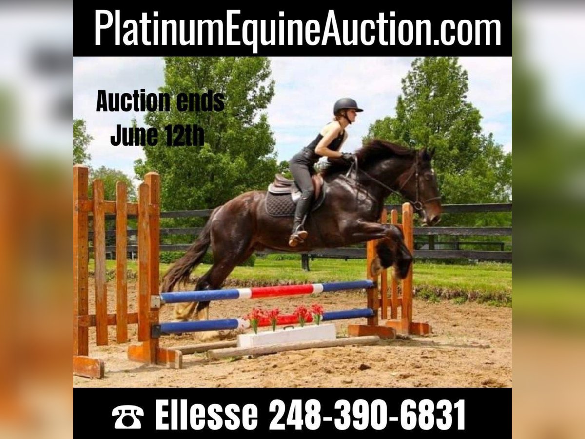 Other Warmbloods Gelding 7 years 16,3 hh Black in Highland MI