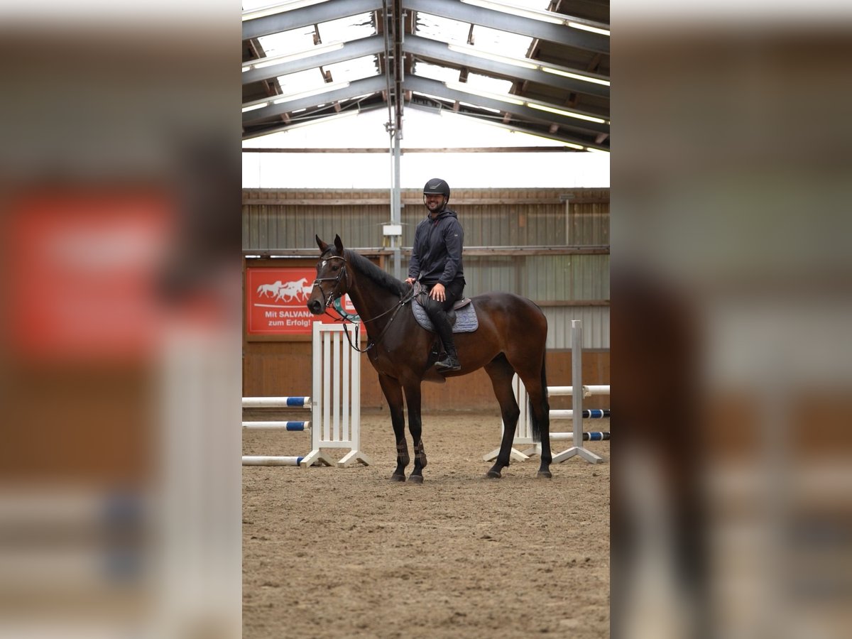 Other Warmbloods Gelding 7 years 16,3 hh Brown in Suhlendorf