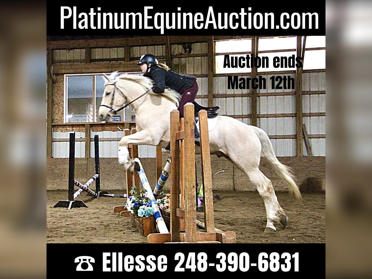 Other Warmbloods Gelding 7 years 16 hh Palomino in Highland MI