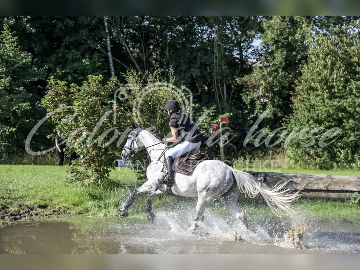 Other Warmbloods Gelding 7 years 16,1 hh Grey-Dapple in Schemmerhofen