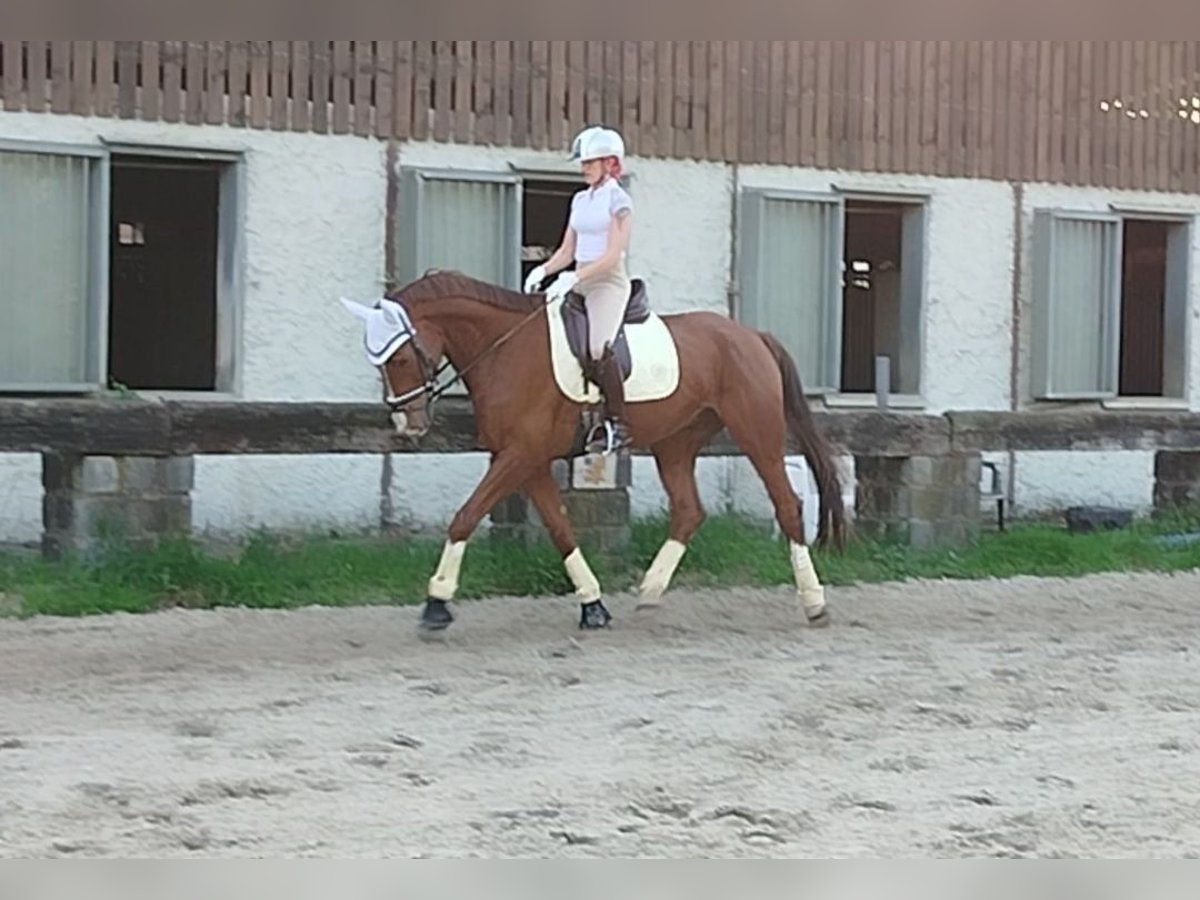 Other Warmbloods Gelding 7 years 16,2 hh Chestnut in Essen