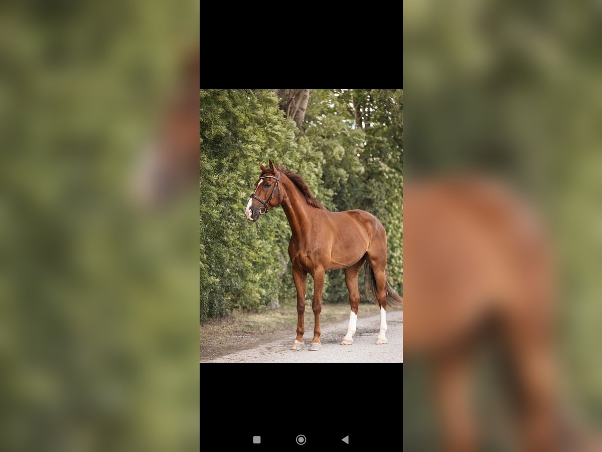 Other Warmbloods Gelding 7 years 16,2 hh Chestnut in Essen