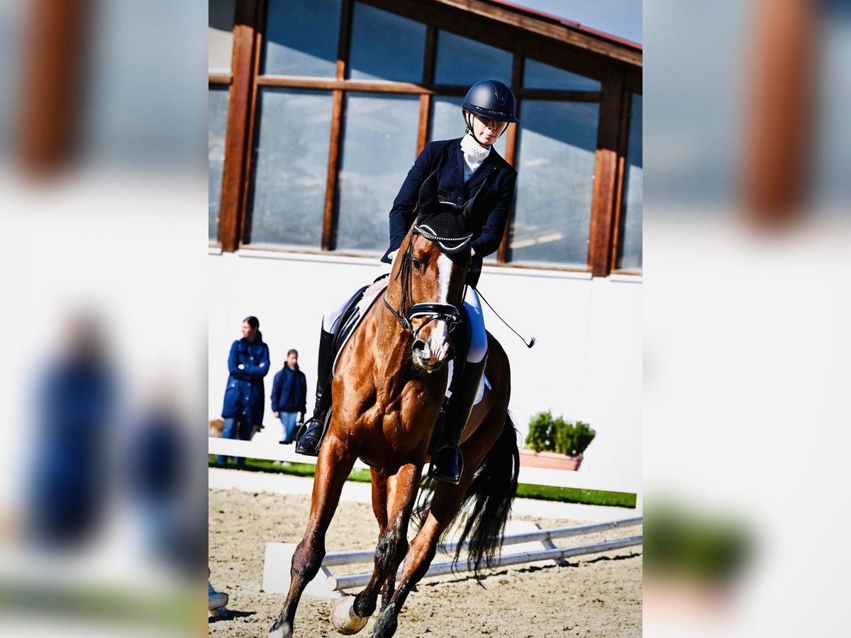 Other Warmbloods Gelding 7 years 17,1 hh Brown in Kottingbrunn