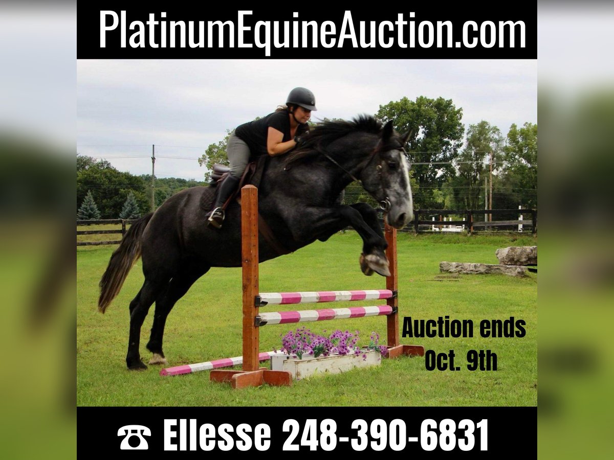 Other Warmbloods Gelding 7 years 17,2 hh Gray in Highland MI