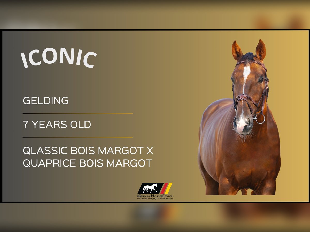 Other Warmbloods Gelding 7 years Brown in Z&#xFC;lpich