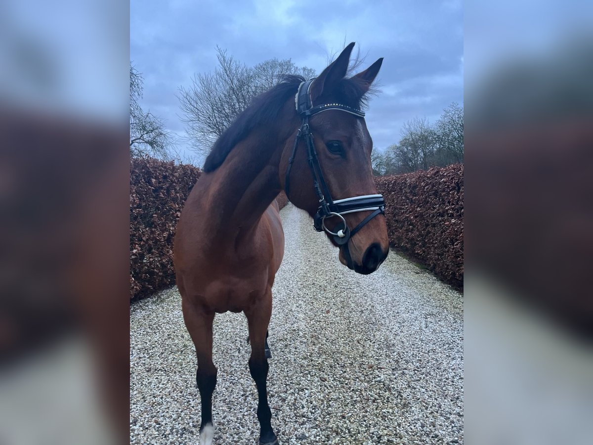 Other Warmbloods Gelding 8 years 15,1 hh Brown in Est