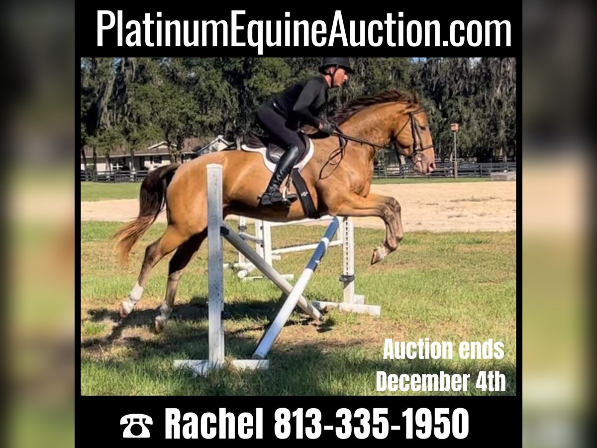 Other Warmbloods Gelding 8 years 15,2 hh Champagne in Brooksville FL