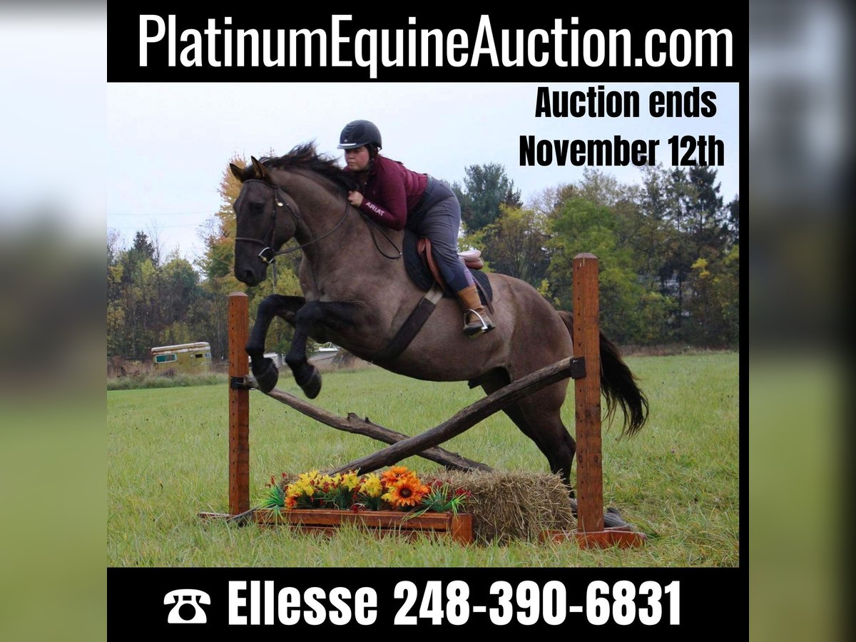 Other Warmbloods Gelding 8 years 16,2 hh Grullo in Howell ,MI