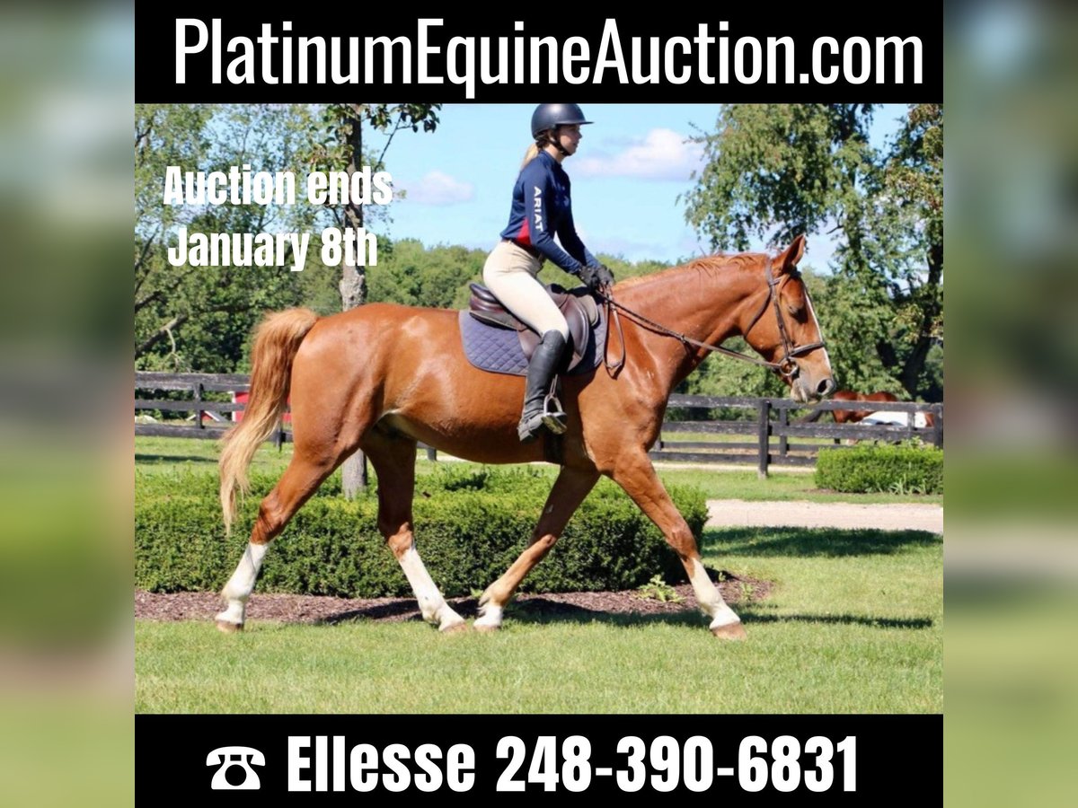 Other Warmbloods Gelding 8 years 16,2 hh in Highland MI