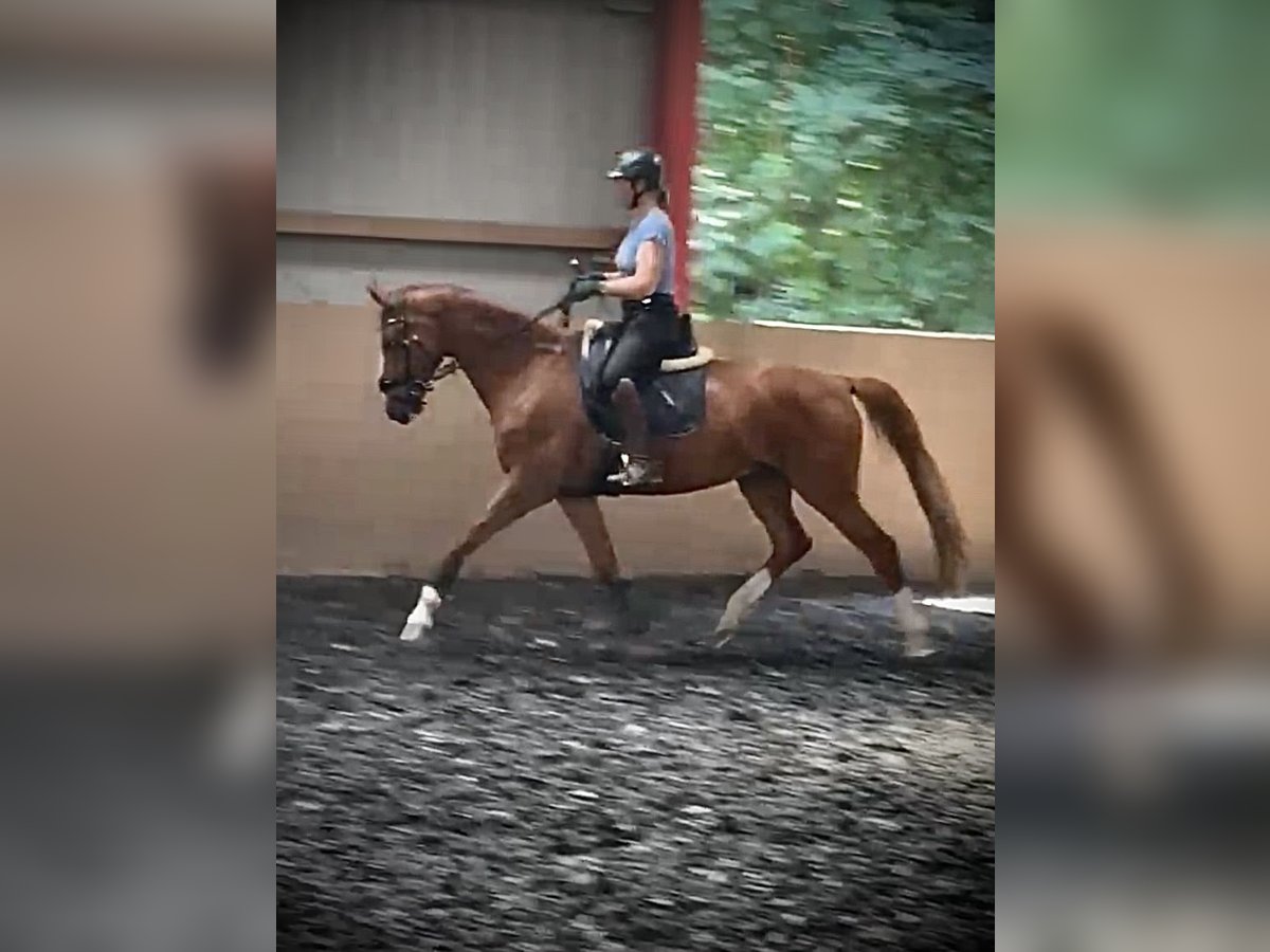 Other Warmbloods Gelding 8 years 16 hh Chestnut-Red in L&#xF6;hne