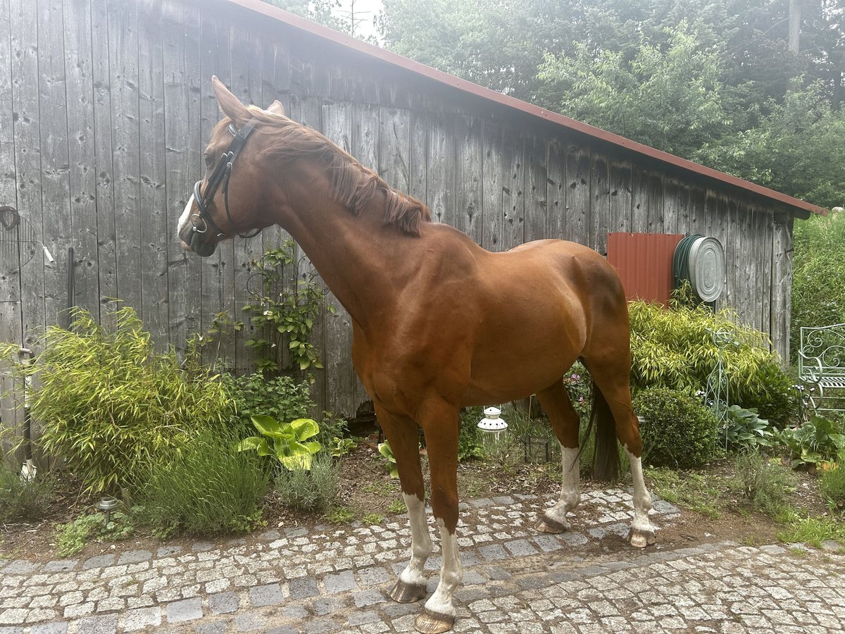 Other Warmbloods Gelding 8 years 16,2 hh Chestnut-Red in Karts&#xE4;dt