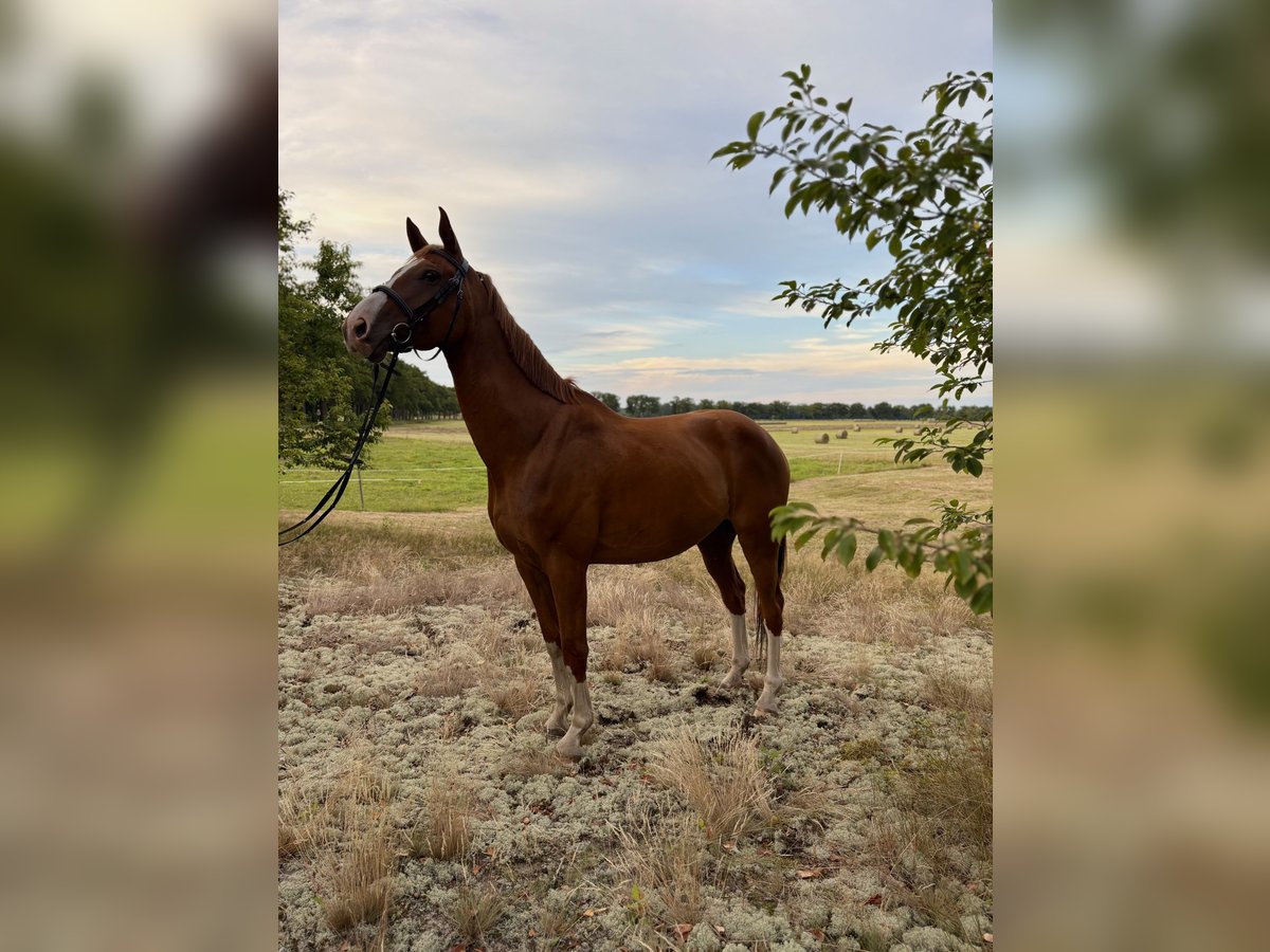 Other Warmbloods Gelding 8 years 16,2 hh Chestnut-Red in Karts&#xE4;dt
