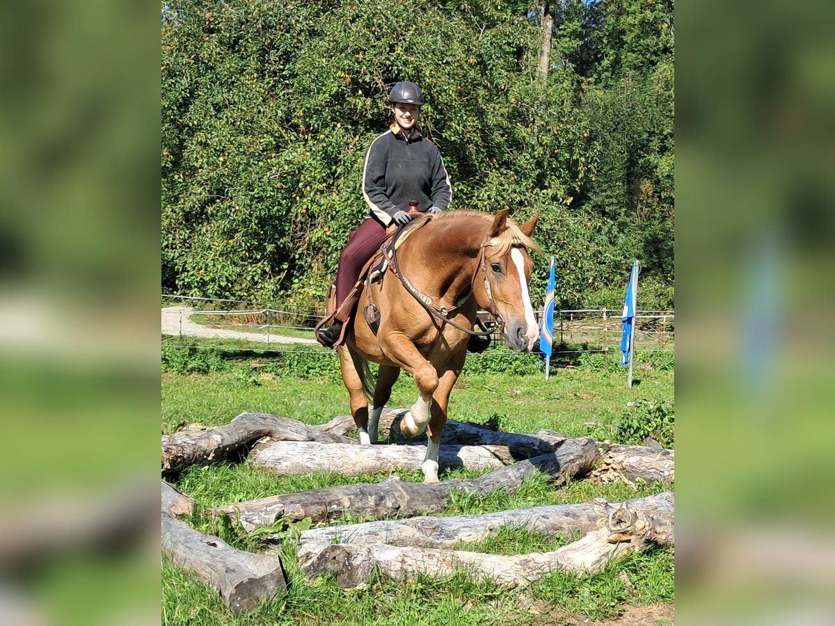 Other Warmbloods Gelding 9 years 15,2 hh Chestnut-Red in Bayerbach