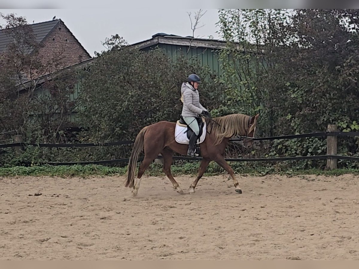 Other Warmbloods Mix Gelding 9 years 15,2 hh Chestnut in M&#xFC;lheim an der Ruhr