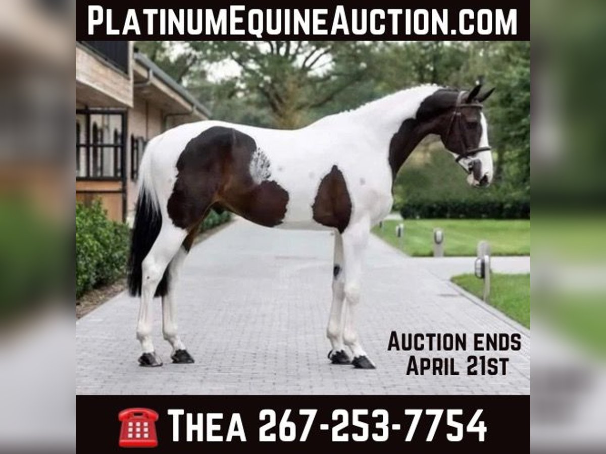 Other Warmbloods Gelding 9 years 16,2 hh Tobiano-all-colors in Wellington FL