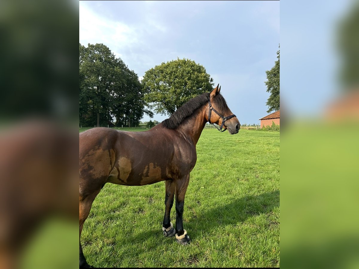 Other Warmbloods Gelding 9 years 16 hh Brown in Merzen