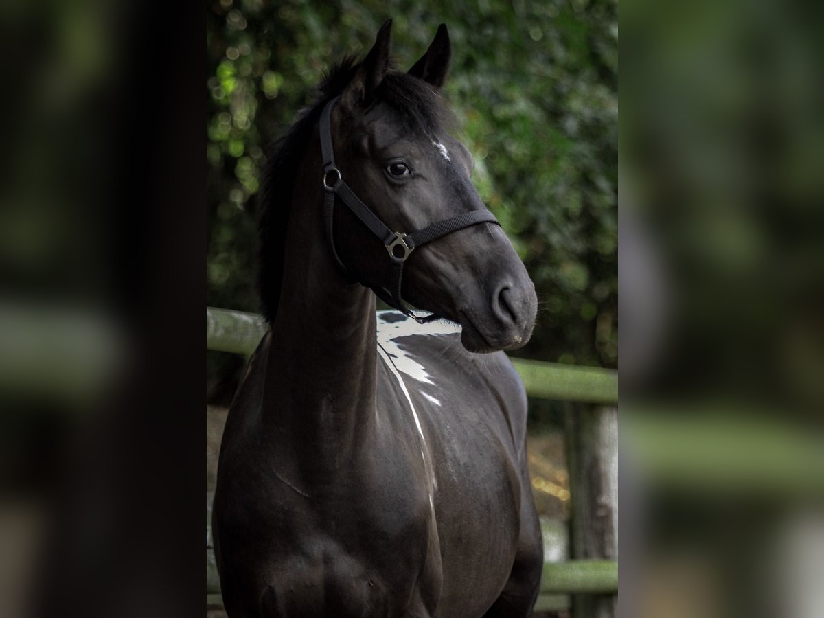 Other Warmbloods Mix Gelding 9 years 16,1 hh Pinto in Bad Iburg