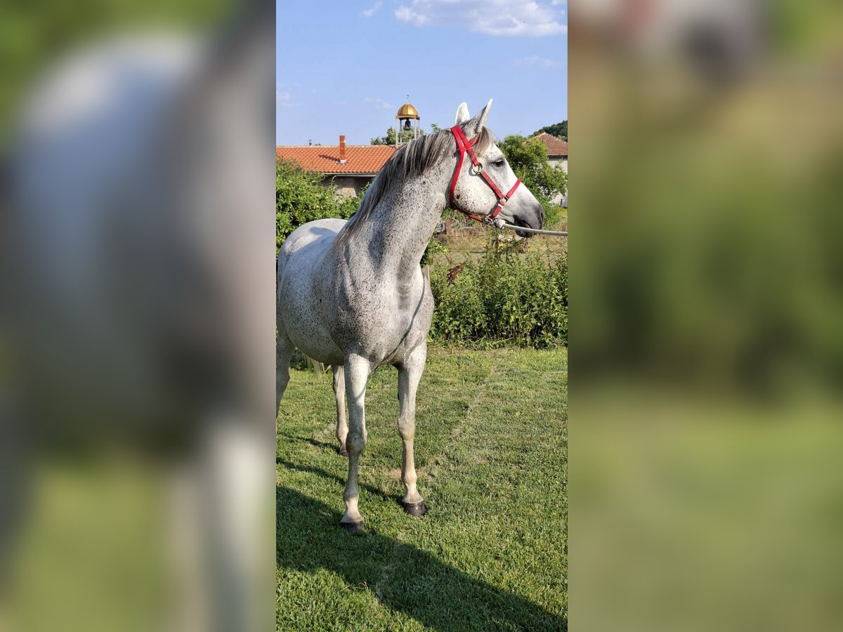 Other Warmbloods Mix Mare 10 years 15,2 hh Gray-Blue-Tan in Haskovo